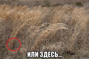 Ядовитая змея из Австралии, которую трудно заметить