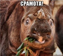 Носорог разогнал парочку львов в момент интимной близости