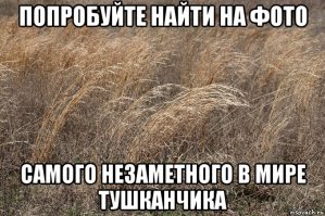 Ядовитая змея из Австралии, которую трудно заметить