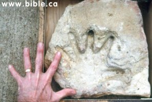 Ученые выявили: Homo sapiens появились раньше, чем считалось