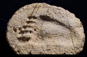 Ученые выявили: Homo sapiens появились раньше, чем считалось