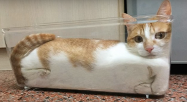 Всем известно что кошаки - жидкость! 
Если бы Земля была круглая, все кошаки давно бы с неё стекли.