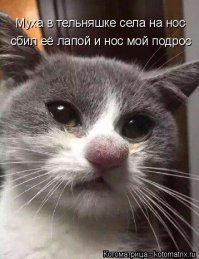 Расплата за любопытство: 30 котов, ужаленных пчелами и осами