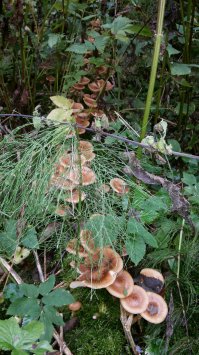 Сегодня,Волоколамск...11 кг в одном месте.