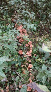 Сегодня,Волоколамск...11 кг в одном месте.