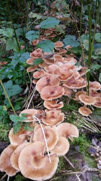 Сегодня,Волоколамск...11 кг в одном месте.