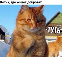 Забавные фото котеек со смешными комментариями