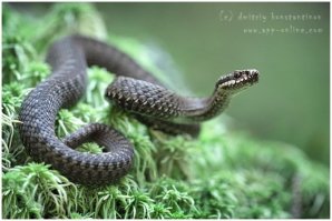 Поехал как-то к однокласснику на дачу на Тилигульский лиман (одесская область), он и говорит - "пошли змей ловить".
Ну и пошли , а там их немеряно у полосы прибоя.
"Осторожно , гадюки ядовитые, цапнуть могут" - сказал друган,
но кого это останавливало?.. Малые были, дурные.