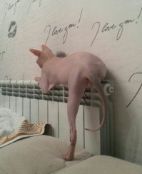 Наш Феникс на батарее уже не помещается, но нежную привязанность к ней все равно испытывает)))