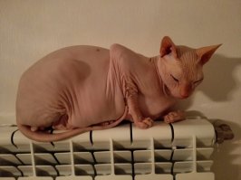 Наш Феникс на батарее уже не помещается, но нежную привязанность к ней все равно испытывает)))