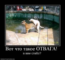  Да что вы знаете о риске и опасности? 