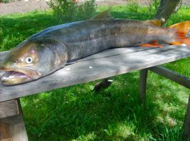 через неделю - на таймешка поеду...