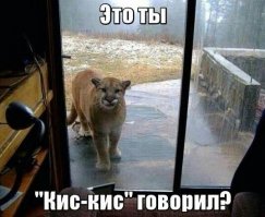К жителю Аляски «пришел в гости» целый выводок рысей