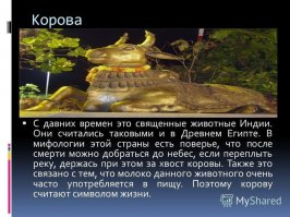 В Индии две разъяренные свиньи прямо посреди улицы напали на женщину