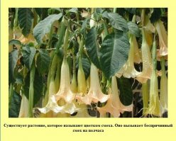 ... знаю еще пару, тройку растений с таким же эффектом :)