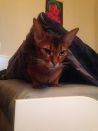 Моя тоже из под одеяла не вылезает :)