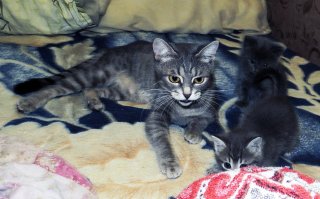 Козявыч. Стоил ровно приёма родов у его мамы, полосатой Рюши. Вон он с мамой и сестрой, на второй фотке.