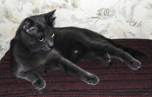 Козявыч. Стоил ровно приёма родов у его мамы, полосатой Рюши. Вон он с мамой и сестрой, на второй фотке.