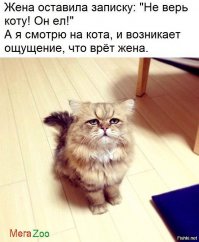 Смешные картинки и комментарии