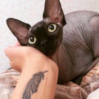 Мое канадское чудо досталось мне в подарок, самая нежная киса на свете)