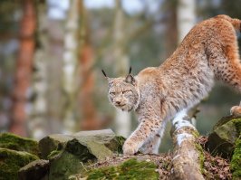 нормальные говоришь
сравни спины тогда
