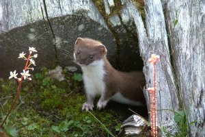 это ласка . К зиме станет беленькой .