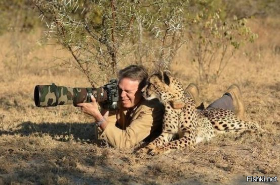 Гепарды очень контактные кошки и на людей не нападают.