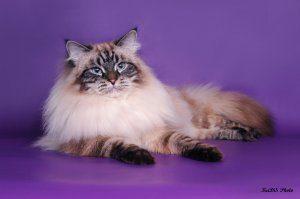 А как вам этот красавец? Невская маскарадная.
Царственных повадок котейка.