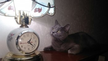 моя скотишь страйт