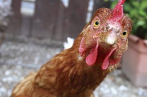 Под Екатеринбургом ученица снесла забор и въехала в дом