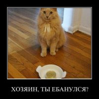 Как правильно воспитать кота