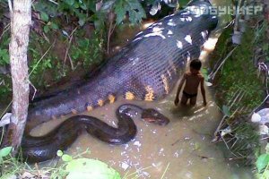 Мужчина сумел победить 7-метрового питона, нанёсшего ему ужасные травмы