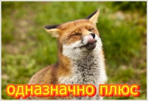 Любимые мои животинки)))сразу плюс)))