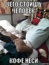 Как правильно воспитать кота