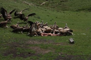На Тибете птичек тоже, прикармливают... И проблема с дефицитной в горах землёй под кладбища решается...