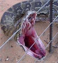 Удушение - исключительно "охотничья" фича. Защищаясь от нападения, питон использует только зубы. Но вот эти самые зубы у него - дай бог каждому.