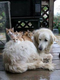 Коты в необычных местах