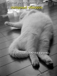 Как правильно воспитать кота