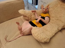 Связали! Бунтует, носить не хочет! Он у нас закаленный индеец)))