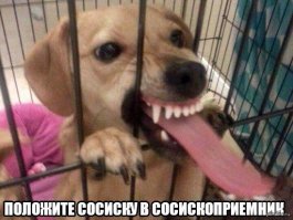 Сенбернар Мочи стал обладателем самого длинного языка по версии Книги рекордов Гиннеса