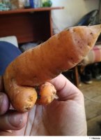 вот такая выросла морковка
