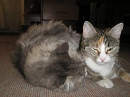 большая кошка приняла найденыша, и воспитала его :)