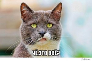 Подборка Гиф смешных кошачих мордочек