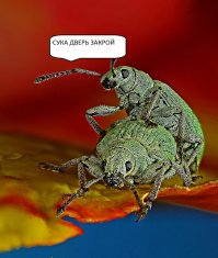 Победители и призеры конкурса Nikon Small World’s 2017