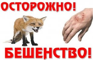 Спасение лисичек из осушенного искусственного водоема