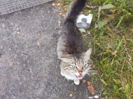 К нам на работе кот прибился. Так-то он сначала на складе жил, но обоссал там всё и его выселили. Подкармливать подкармливают, но на склад больше не пускают. 
И вот он стал приходить к нам. Я ему сухой корм покупаю, да и так из дома приношу что-нибудь. Иногда жулики-поселенцы, которые на складе работают, что-нибудь для него передают.
Сегодня беднягу чуть не разорвало :). Жулики передали целую кастрюлю баланды. По сути свиной суп с рисом. Зачерпнул я большую миску и дал коту. Он есть и на глазах раздувается :). Потом весь день за мной ходил, песни пел, даже пузико дал почесать. Я его Манулом зову, уже начал откликаться.