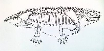 Насчет как передвигался - не все так однозначно. 
Пример пусть не динозаврий, но характерный. Была такая зверюга - скутозавр. Обычная иллюстрация - эдакая жабообразное существо, бродящее по пермской пустыни. Потом Ивахненко проводит ревизию скелета, что-то где-то передвигает - и доказывает, что ходить скутзавр мог примерно на уровне тюленя - лапы коротки. Получается - плавал, аки морская корова. И то, что нарисовано у Зденека нашего Буриана - чистая фантазия.