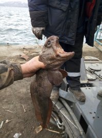 Вот такое чудище поймали.