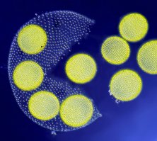 Победители и призеры конкурса Nikon Small World’s 2017