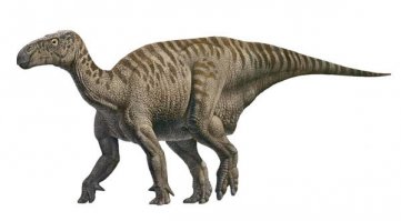 Книга "Монстры. Привидения. НЛО." Оттуда я узнал, что "Мантелл смог составить первую реконструкцию облика динозавра [игуанодон], в которой он допустил несколько ошибок, например, поместил шип, находящийся на большом пальце, в виде рога на нос животного" (рис. 1).
"Затем Луи Долло реконструировал его как сугубо двуногое животное. Таким изобразил его Зденек Буриан" (рис. 2).
А таким он считается сейчас (рис. 3).